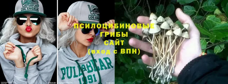 где найти наркотики  Ульяновск  MEGA онион  Галлюциногенные грибы Psilocybe 